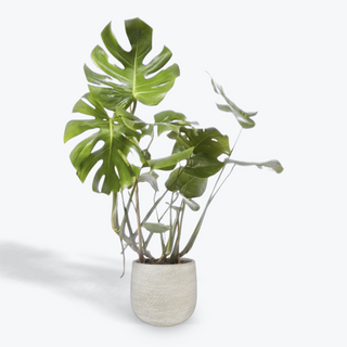 Planta Monstera Deliciosa con Macetero Rafia