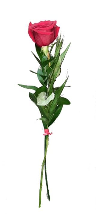 Rosa Roja Decorada