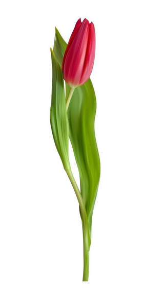Un Tulipán color depende dia preparado y jarrón para regalo