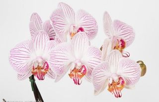 Vrt sa dvije orhideje