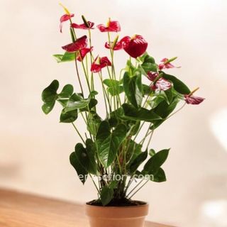  pianta Anthurium rosso 