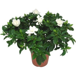 Gardenia