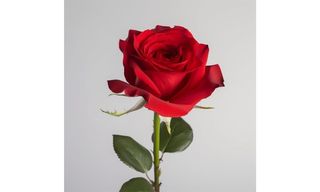 ვარდი წითელი საშვალო 1 ცალი