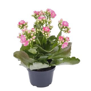 Kalanchoe com diversos tons