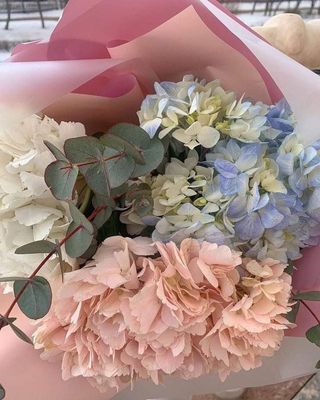 ჰორტენზია