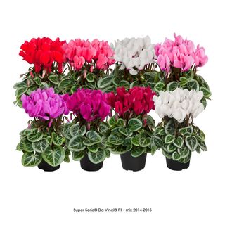 Ciclamini mini big colori disponibilità del momento