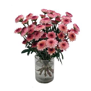 Ramo de margaritas Daisy Pink