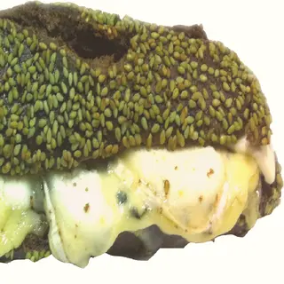 Wasabi Formatges