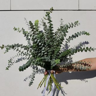 Ramo de 11 Eucalipto