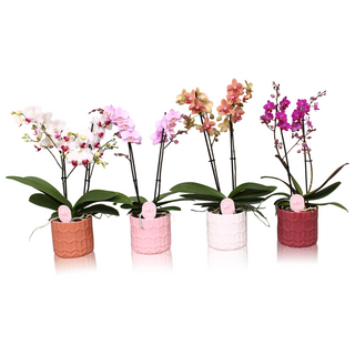 Orquídeas  2 Tallos