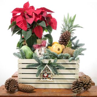 CAJA FRATAS VARIADAS CON FLOR DE PASCUA