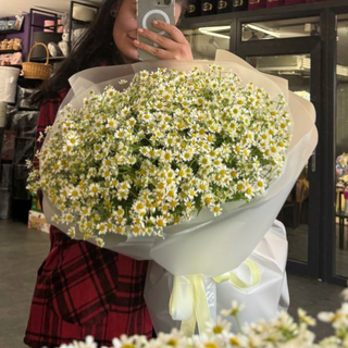 Ромашкове сяйво 