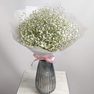 გიფსოფილა 2118