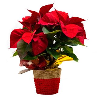 Poinsetia con macetero, 40-42 cm. altura