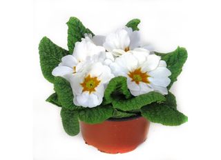 Иглика, Бяла