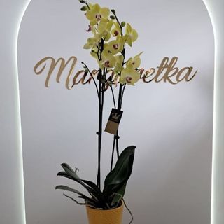 Storczyk zółty 80 cm + osłonka