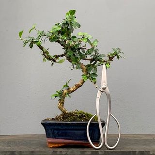 Bonsái Carmona BonsaiGranada Foto Genérica 6 años