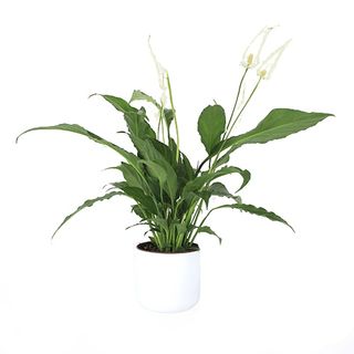 Spathiphyllum