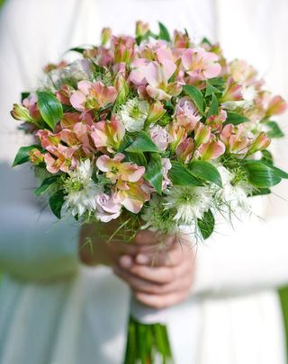 ალსტრომერია