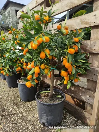 Piante di Mandarini 