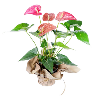 Anturium doniczkowy  