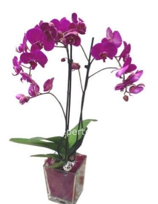 Orchidee Phalenopsis 2 rami