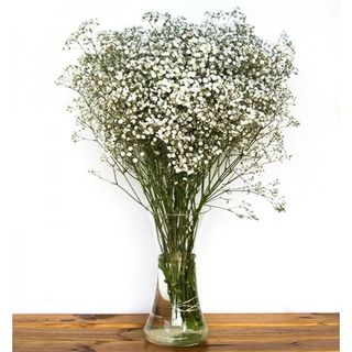 paquete de paniculata