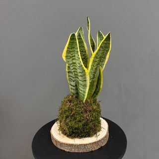 Sansevieria