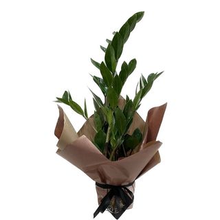 Planta Zamioculcas