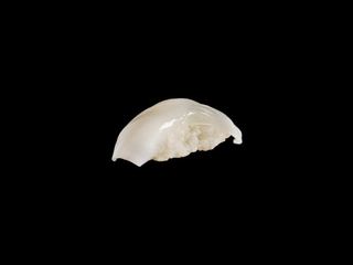 Squid nigiri
