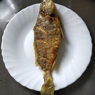 Croaker Fish