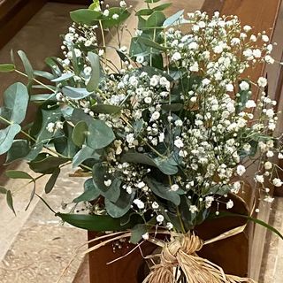 Paniculata Y Eucaliptos