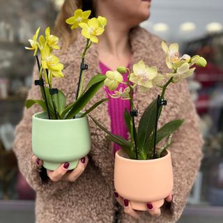 Aranjament Orhidee Pastel