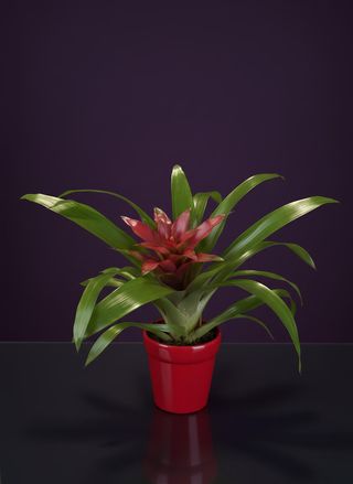 Гузмания в керамична кашпа