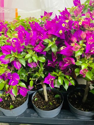 Albero Bougainvillea