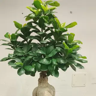 Bonsai grande