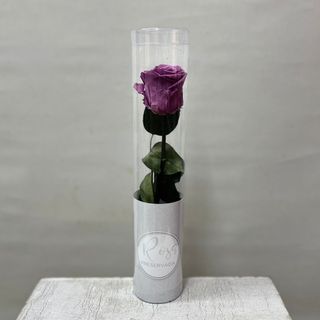 Rosa preservada Morada