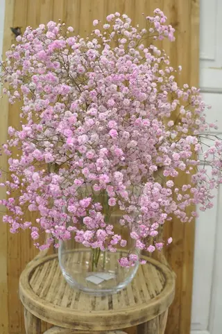 Paniculata