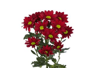 1 Хризантема, Червена | 1 pieces