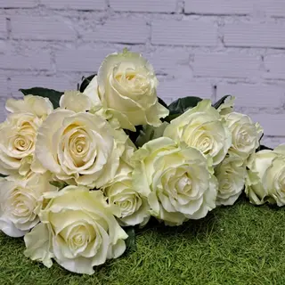Rosas blancas