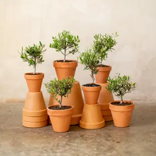 Olivo en planta
