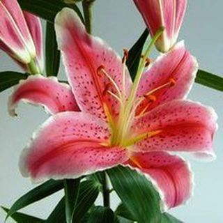 LILIUM ORIENTAL ROSA