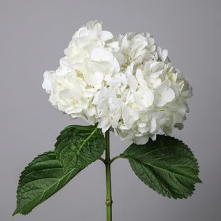 1 FLOARE DE HORTENSIA ALBA