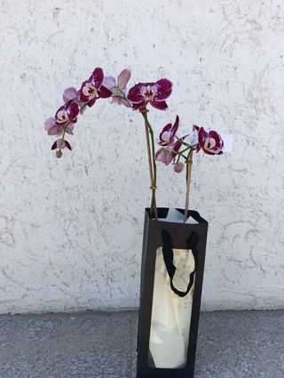 Orhidee Phalaenopsis in punga cadou