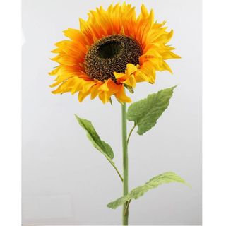 Girasole singolo