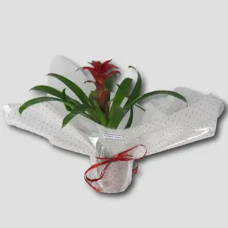 Bromelia