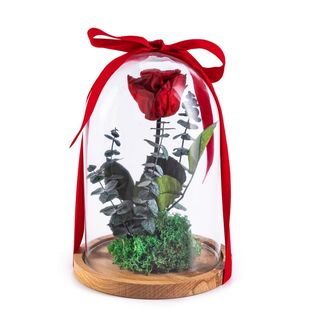 CÚPULA ROSA  PRESERVADA