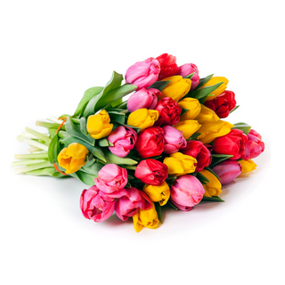 Bukiet 25 tulipanów