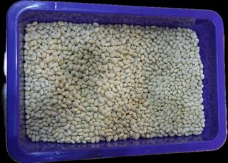 Fagioli tondini 1 kg