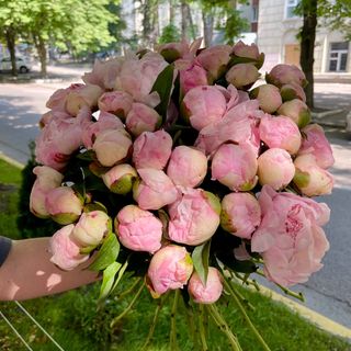 Піон (півонія) рожева, штука 